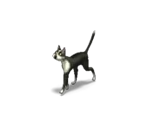Cat 1