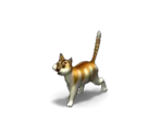 Cat 2