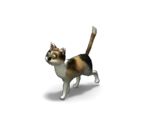 Cat 3