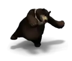 Grizzly Bear