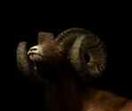 Game Banner & Icon