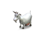 Goat