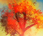 Mix 3 - Orange Tree
