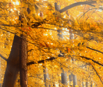 Landscapes - Autumn Forest