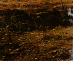 Specials - Autumn Lake