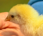 Specials - Spring Chick