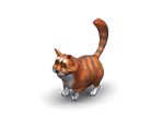 Cat 4