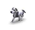 Dog 3