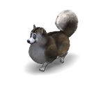 Dog 5