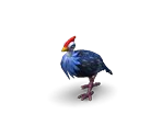 Guinea Fowl