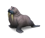 Walrus