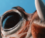Surreal - Giraffe