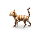 Cat 1