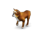 Dog 1