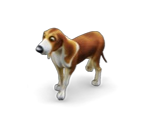 Dog 3