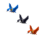 Birds