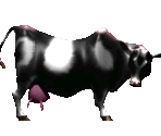 Cow