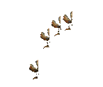 Bone (Graat)