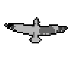 Seagull