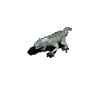 Lizard