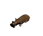 Rat