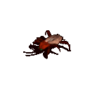 Roach 01