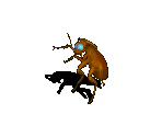 Roach 02