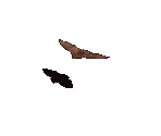 Bat