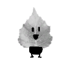 Birch Leaves