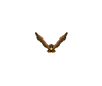 Hawk