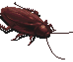 Roach