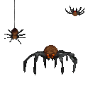 Spiders