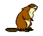 Beaver