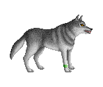 Wolf