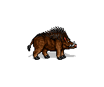 Boar