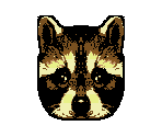 Raccoon