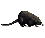 Rat