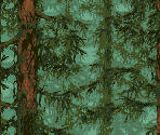 Forest Backgrounds