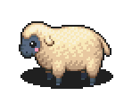 Sheep