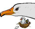 Seabird