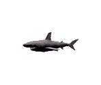 Shark