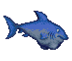 Blue Shark