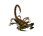 Radscorpion