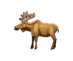 Moose