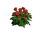 Red Roses