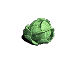 Cabbage