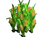 Corn