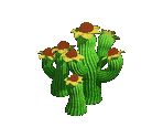 Cactus