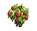 Raspberries