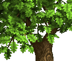 Trees 3